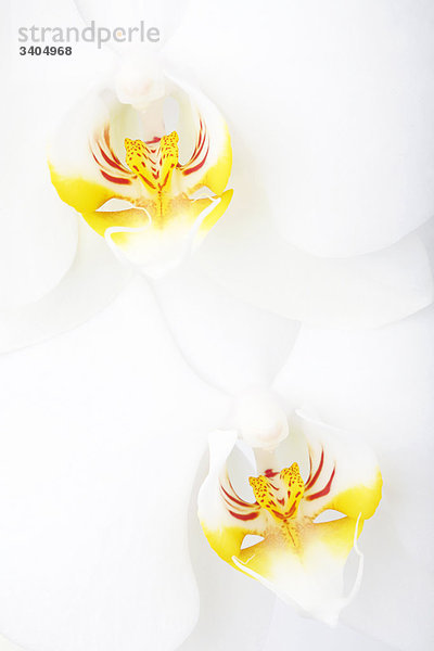 Zwei Orchideenblüten  Detail  Draufsicht