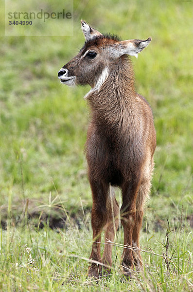 Wasserbock (Kobus ellipsiprymnus) im Gras stehend  Masai Mara National Reserve  Kenia