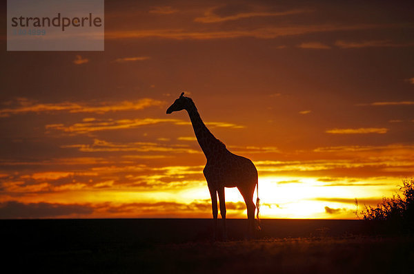 Masai Giraffe (Giraffa camelopardalis tippelskirchi) bei Sonnenuntergang  Kenia  Seitenansicht