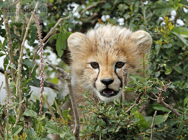 Gepardenjunges (Acinonyx jubatus) schaut durch Zweige durch  Masai Mara National Reserve  Kenia