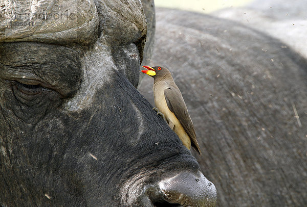 Rotschnabel-Madenhacker (Buphagus erythrorhynchus) auf einem Kaffernbüffel (Syncerus caffer) sitzend  Kenia