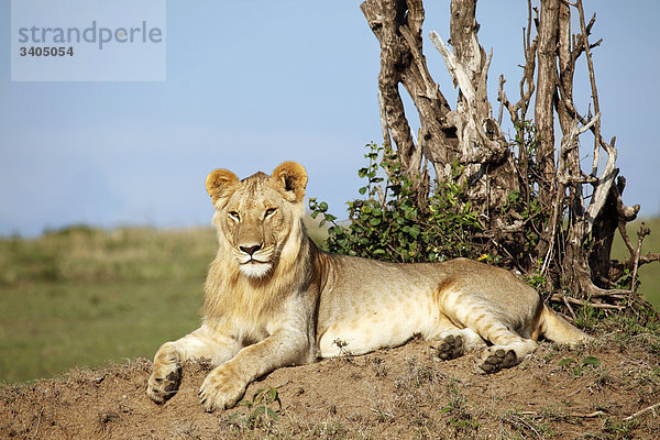 Löwenjunges (Panthera leo) auf einem Erdhügel liegend  Masai Mara National Reserve  Kenia