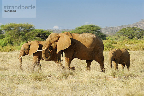 Elefantenherde  Loxodonta africana  Samburu Nationalpark  Kenia