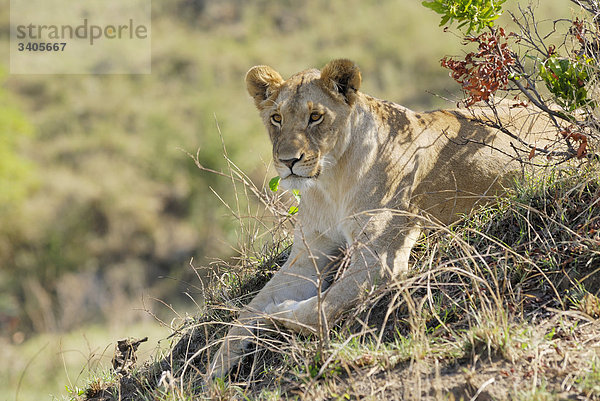 Löwin  Panthera leo  Masai Mara  Kenia