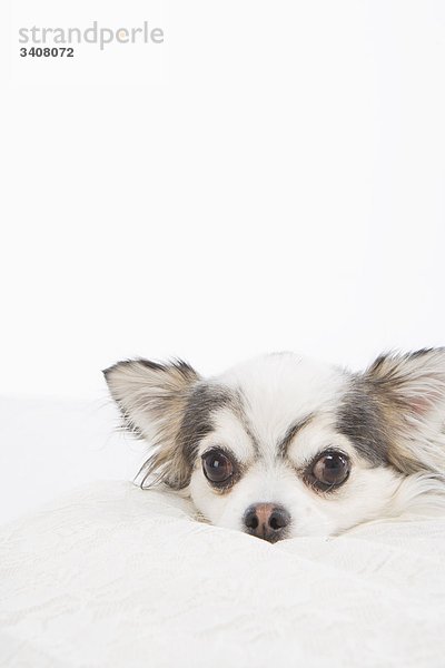 Langen Mantel Chihuahua