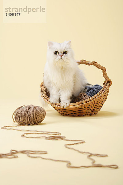 Chinchilla Silber persische Katze und Woolen Garn