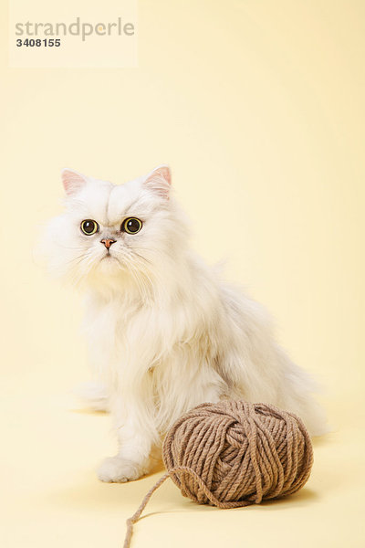 Chinchilla Silber persische Katze und Woolen Garn