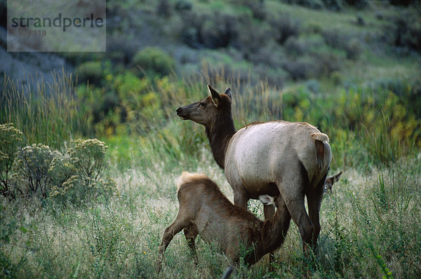 Elk