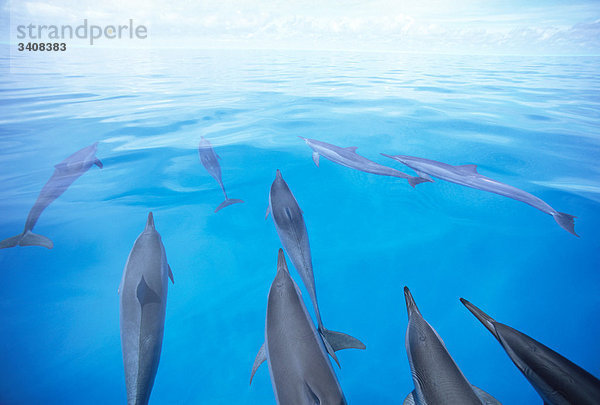 Hawaiian Ostpazifischer Delfin