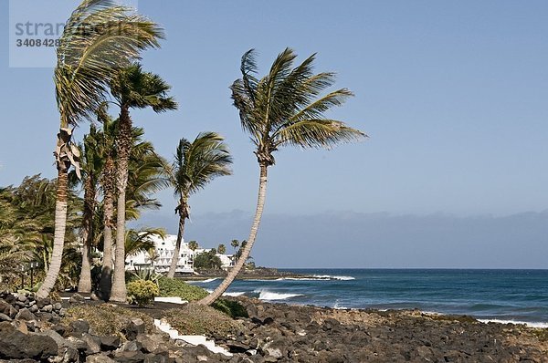 Palmen an der Küste von Puerto del Carmen  Lanzarote  Spanien