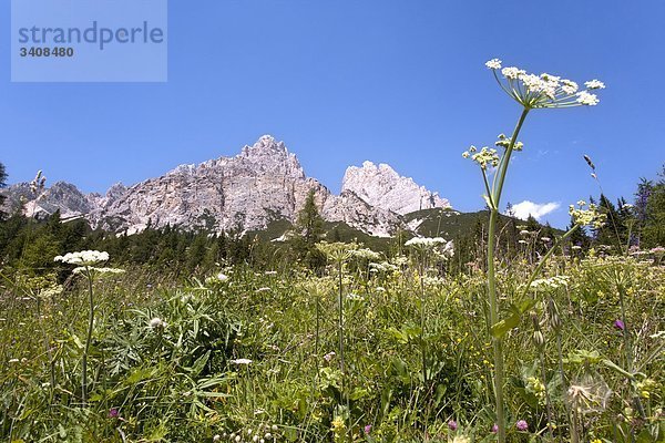 Blumenwiese  Monte Cristallo im Hintergrund  Venetien  Italien