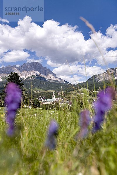 Blumenwiese  Berge und Stadt im Hintergrund  Cortina d Ampezzo  Venetien  Italien