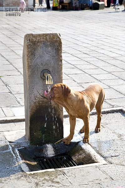 Hund trinkt aus einem Trinkbrunnen  Venedig  Italien  Erhöhte Ansicht