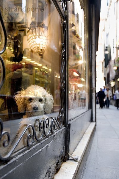 Hund schaut aus einem Schaufenster  Venedig  Italien