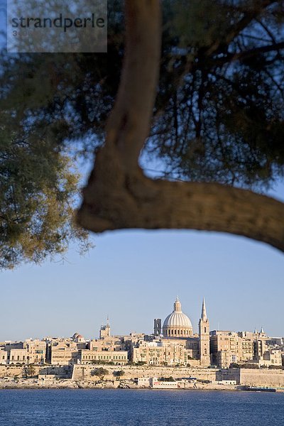 Blick auf Valletta  Ast im Vordergrund  Malta