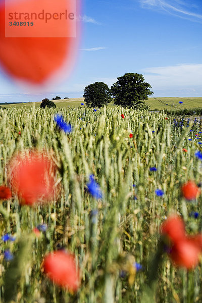 Blumen auf einem Feld  Lassan  Deutschland