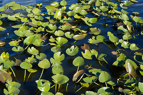 Blätter auf dem Wasser von Florida Everglades