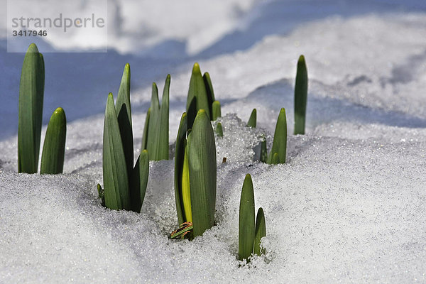 Blätter und Knospen von Narzissen  close-up