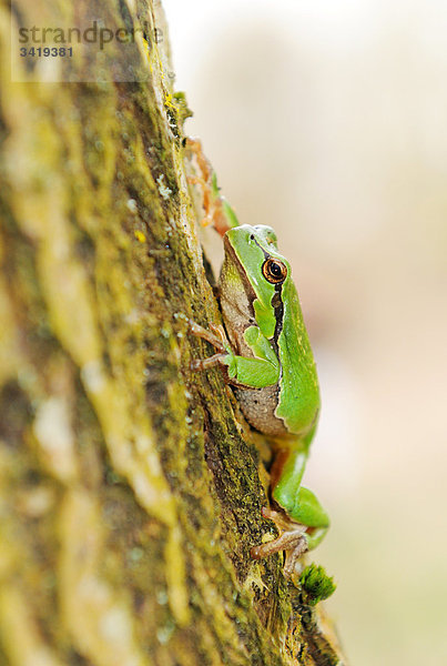 Laubfrosch (Hyla arborea) auf einem Baumstamm sitzend  Close-up