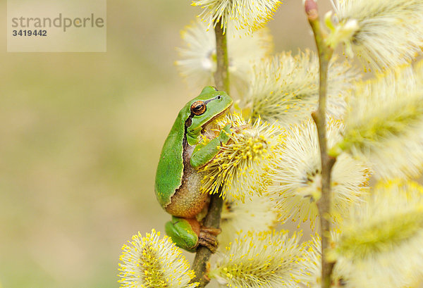 Laubfrosch (Hyla arborea) auf einem Zweig sitzend  Close-up