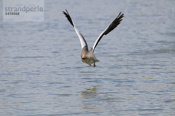 Graugans (Anser anser) fliegt über ein Gewässer  Erhöhte Ansicht