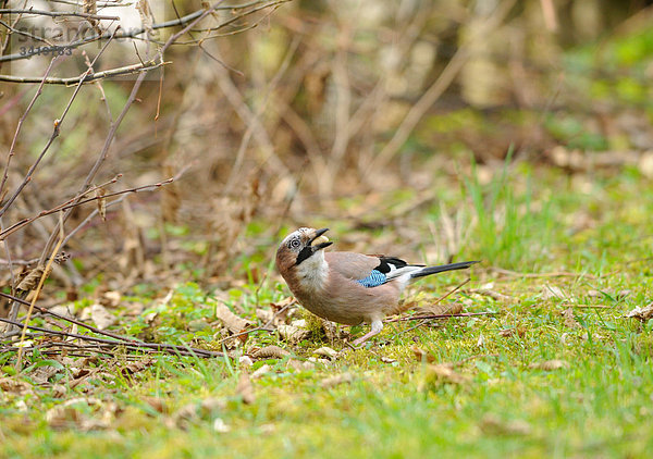 Eichelhäher (Garrulus glandarius) fressend