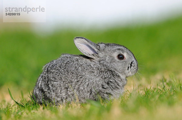 Großchinchillakaninchen im Gras hockend  Seitenansicht