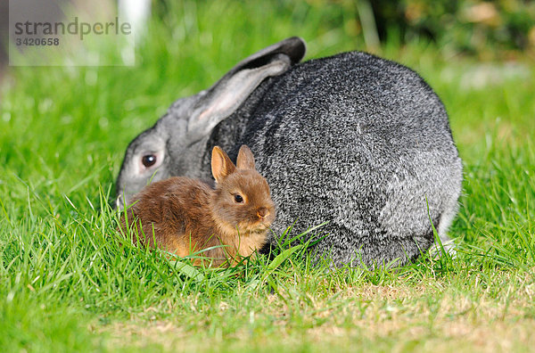 Farbenzwerg und Großchinchillakaninchen im Gras hockend