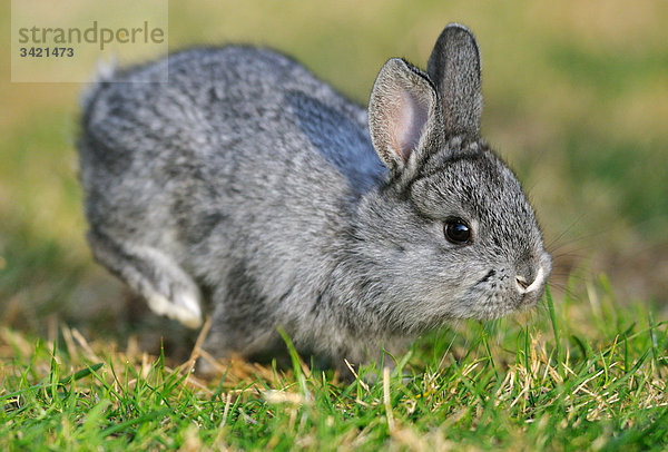 Großchinchillakaninchen hüpft im Gras