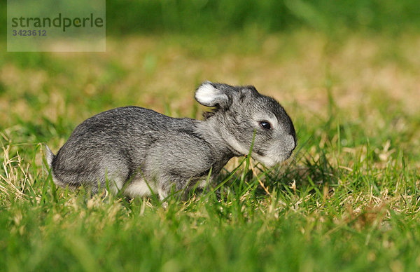 Großchinchillakaninchen im Gras hockend  Seitenansicht