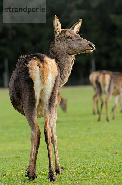 Rothirsche (Cervus elaphus) auf einer Wiese