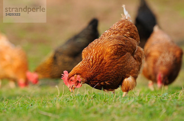 Haushühner (Gallus gallus domesticus) auf einer Wiese