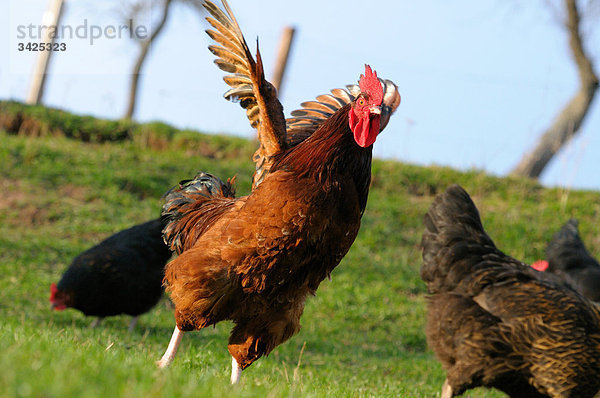 Haushühner (Gallus gallus domesticus) auf einer Wiese