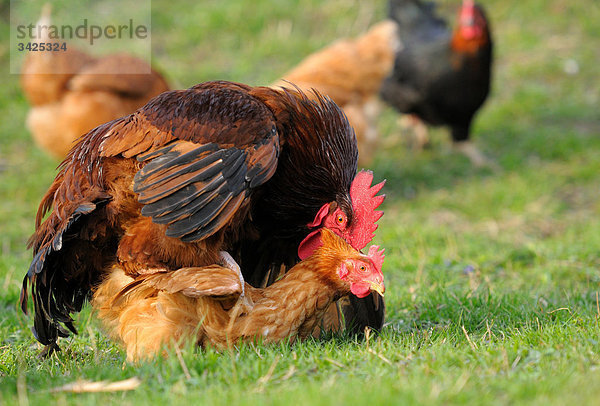 Haushühner (Gallus gallus domesticus) bei der Paarung