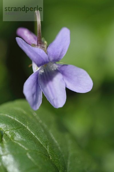 Deutschland  Violett (Viola canina)  Nahaufnahme