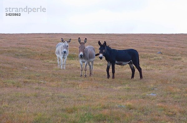 Rumänien  Karpaten  drei Esel im Feld  Portrait