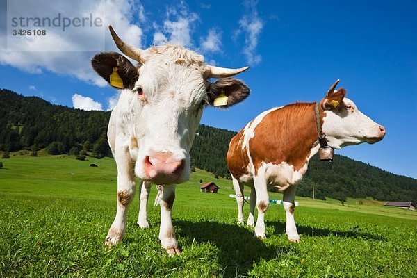 Deutschland  Bayern  Zwei Kühe im Feld  Nahaufnahme