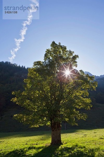 Österreich  Tirol  Großer Ahornboden  Bergahorn (Acer pseudoplatanus) im Feld