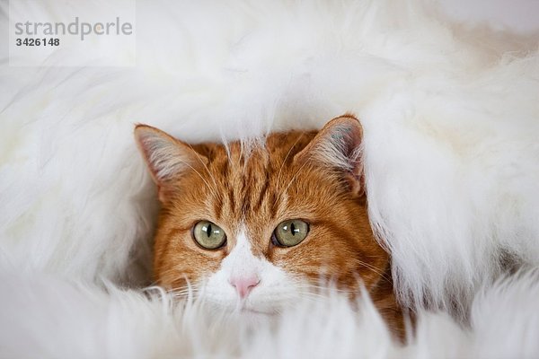 Ingwer und weiße Katze auf Fell liegend  Portrait