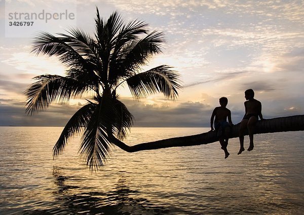 Thailand  Koh Phangan  Zwei Jungen (12-13) auf einer Palme mit Blick aufs Meer  Rückansicht