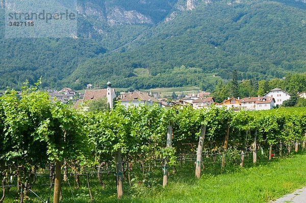 Italien  Südtirol  Kaltern  Weinberg