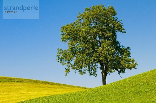 Deutschland  Bayern  Allgäu  Baum in Landschaft