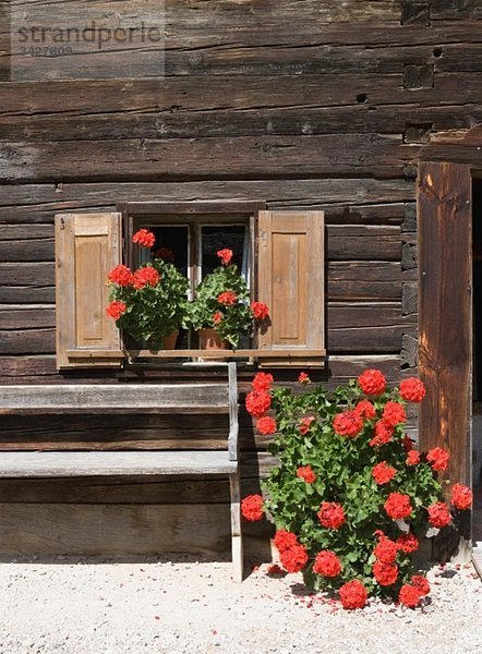Österreich  Geranienblüten am Hüttenfenster  Nahaufnahme