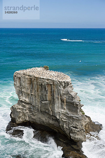 Auckland  Luftaufnahme der Tölpelfelsen am Muriwai Beach