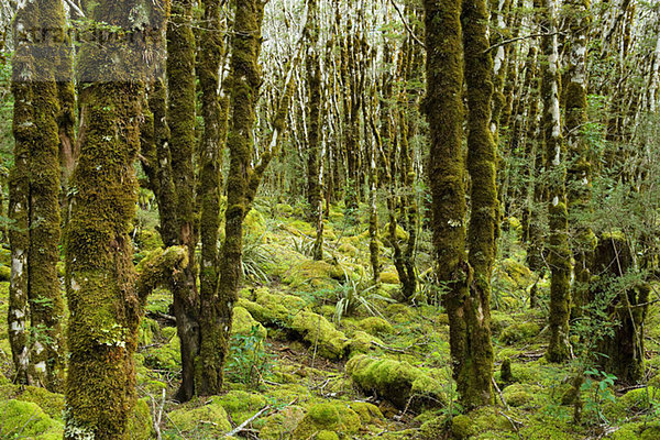 Regenwald am Arthur's Pass