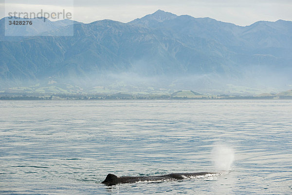 Kaikoura  Buckelwale blasen