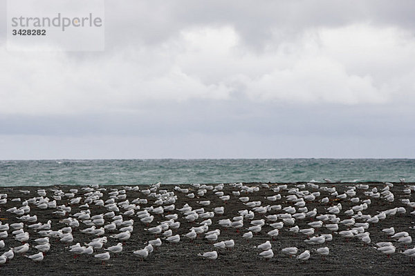 Kaikoura  Möwen am schwarzen Strand