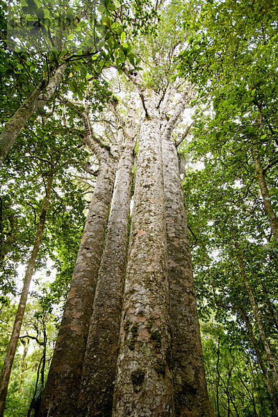 Northland  Waipoua Forest  riesige Kauri-Bäume