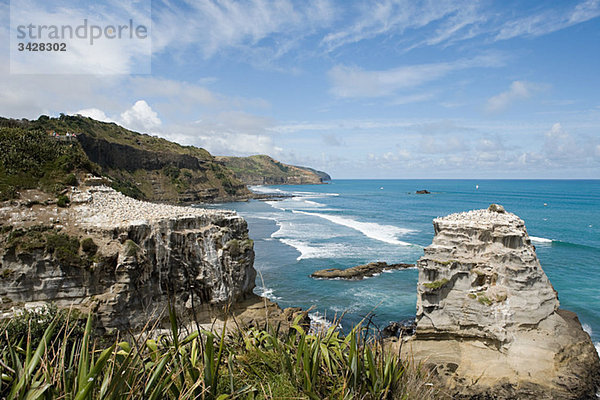 Auckland  Küste mit Tölpelfelsen am Muriwai Beach