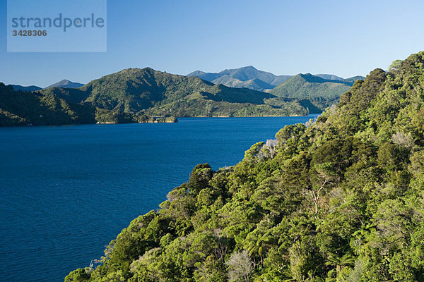 Queen Charlotte Sound  einheimischer Busch